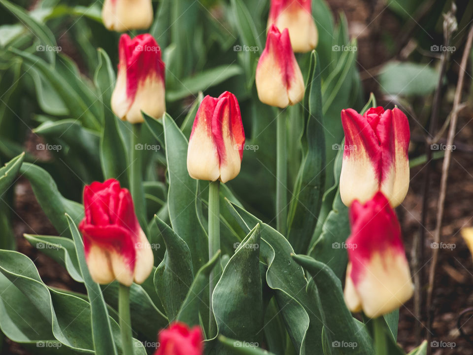 Purple tulips in bloom