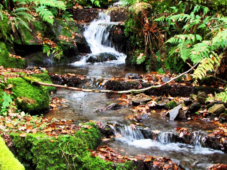 Maple leaf flowing on stream