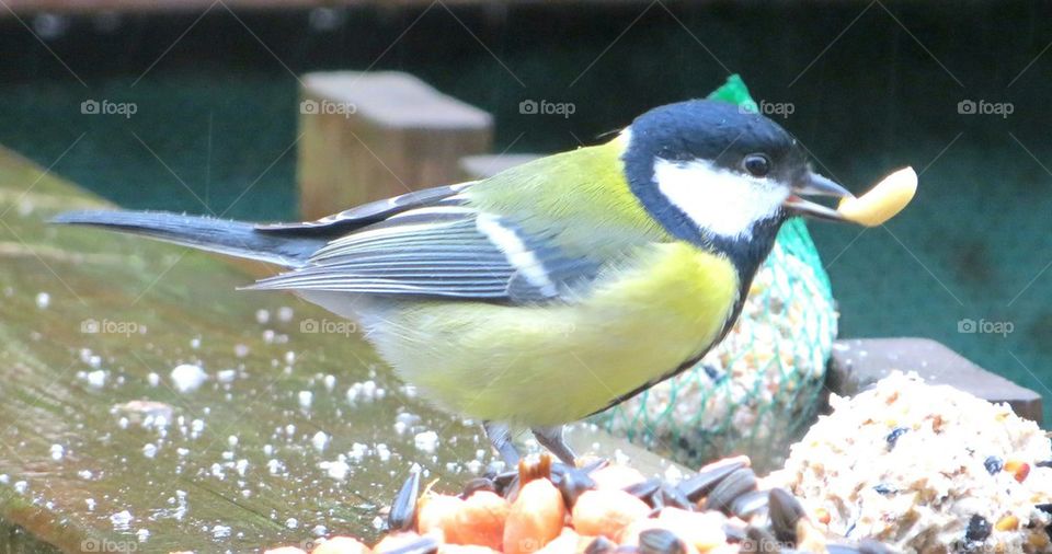 black tit picking seeds