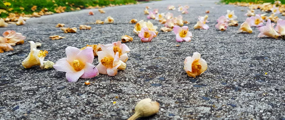 Last bloom