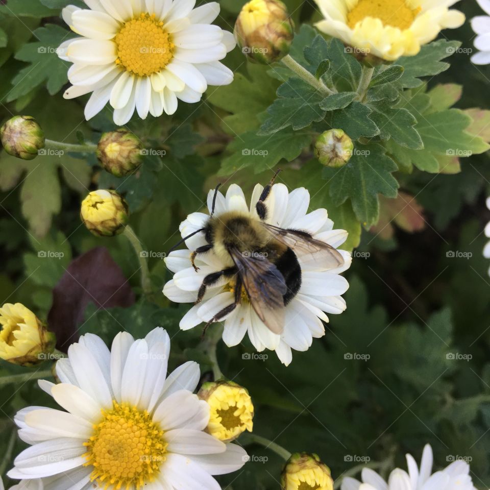 Bumblebee on Montauk Daisies
