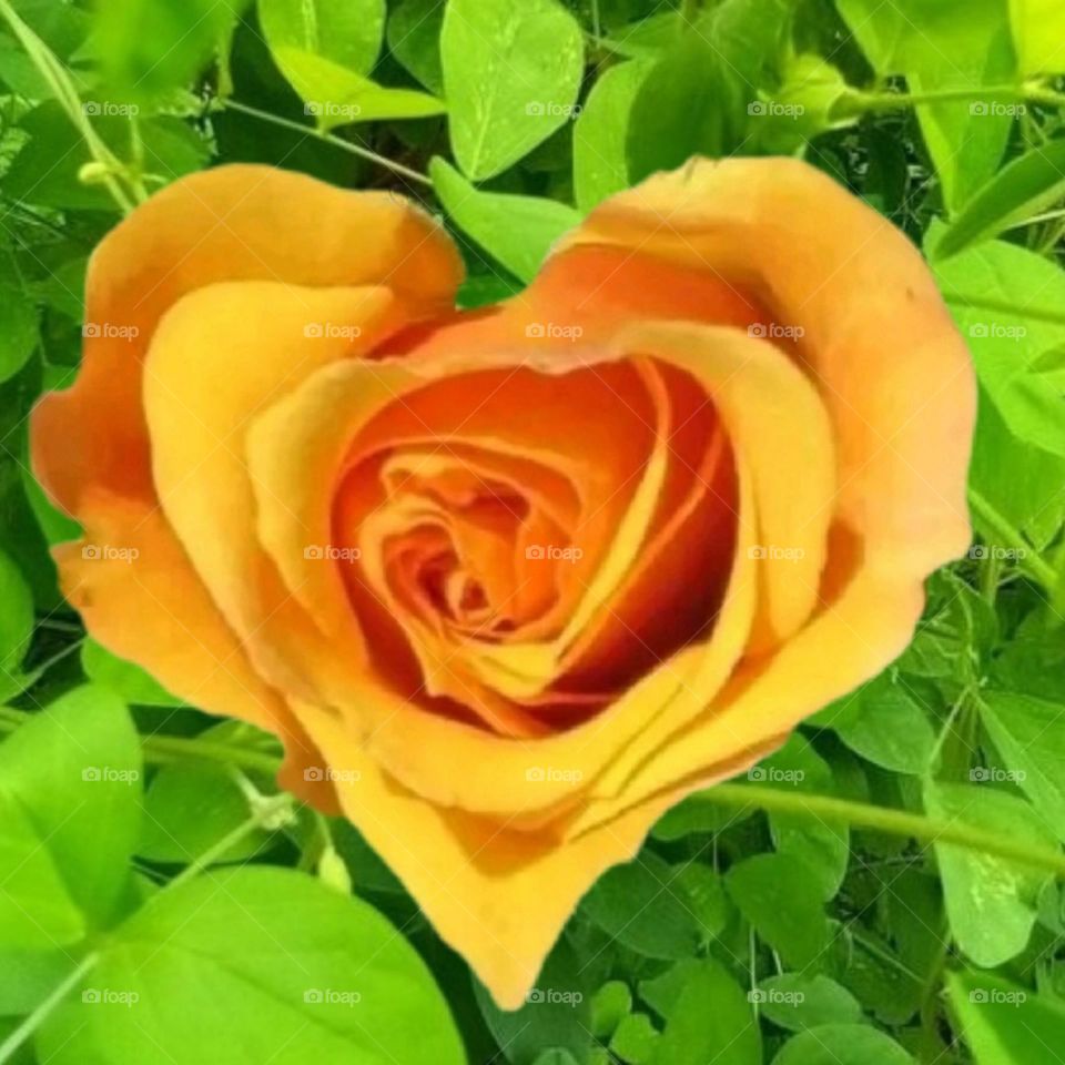 most beautiful and attractive flowers in the garden.