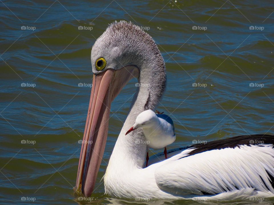 Seagull on a pelican