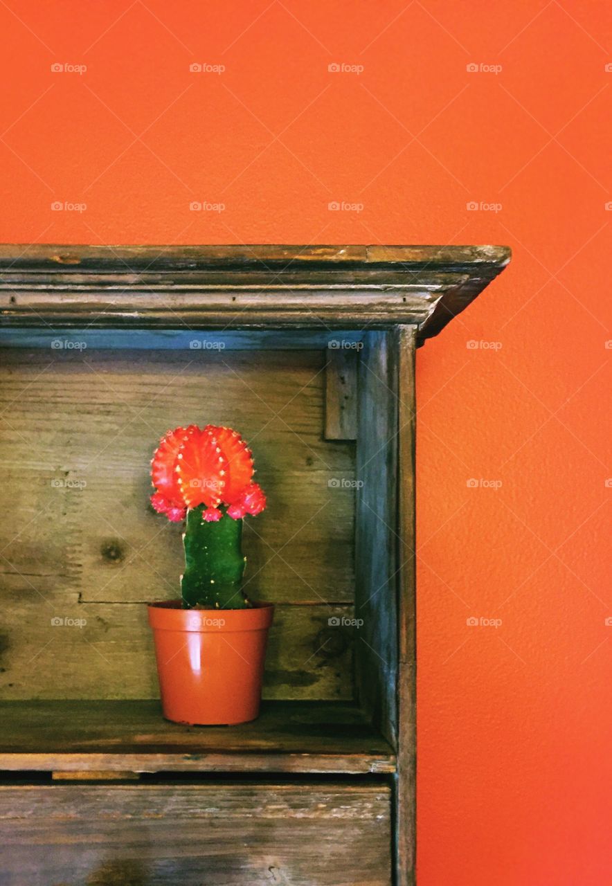 Potted plant on wooden shelf