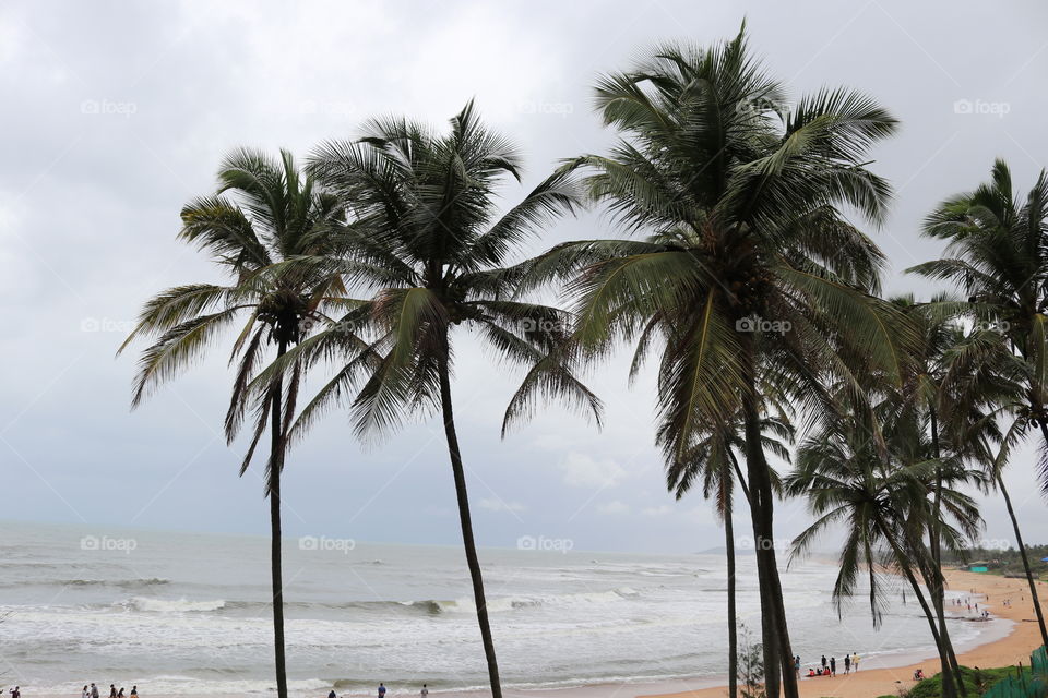 Coconut trees on beach 