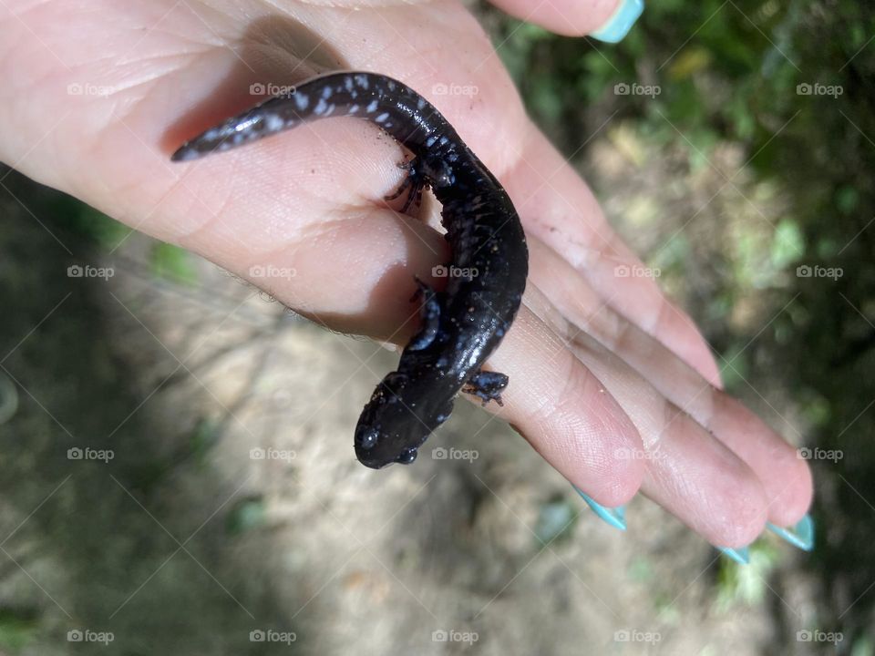 Salamander found walking through the trails
