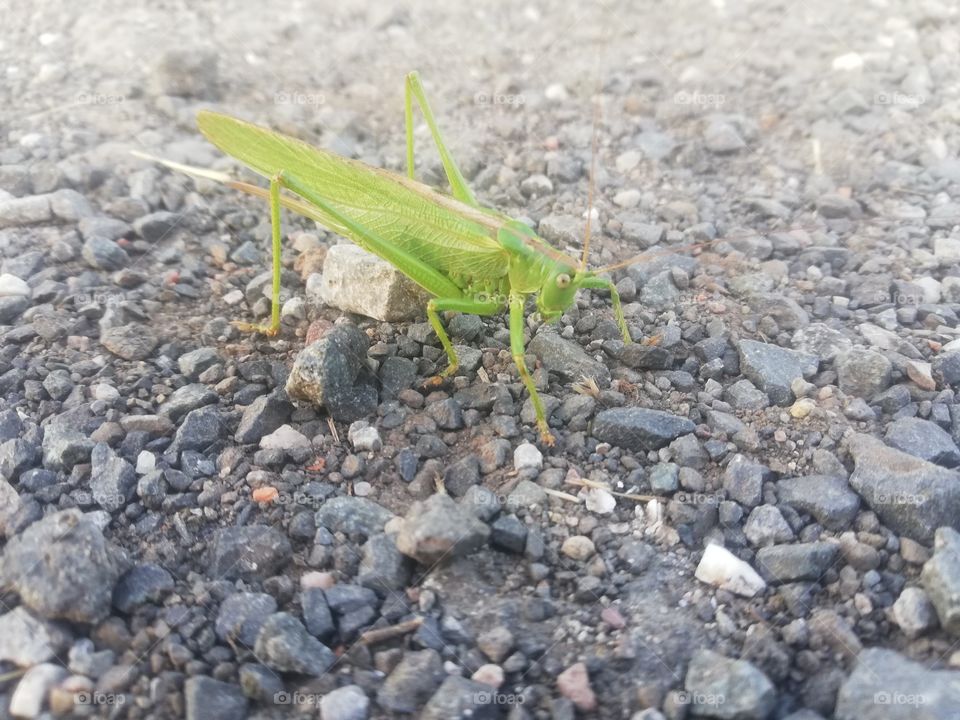 Heuschrecke