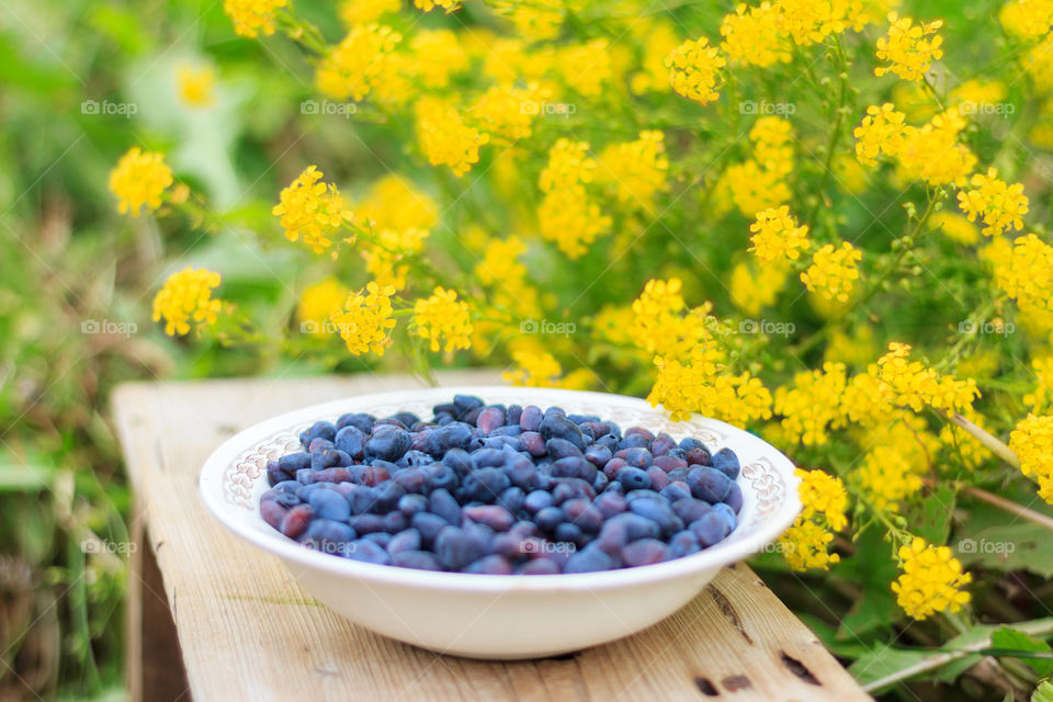 Honeysuckle