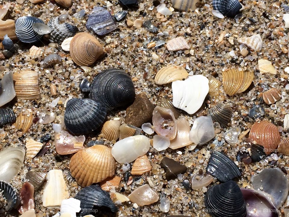 Beach with shells and stones