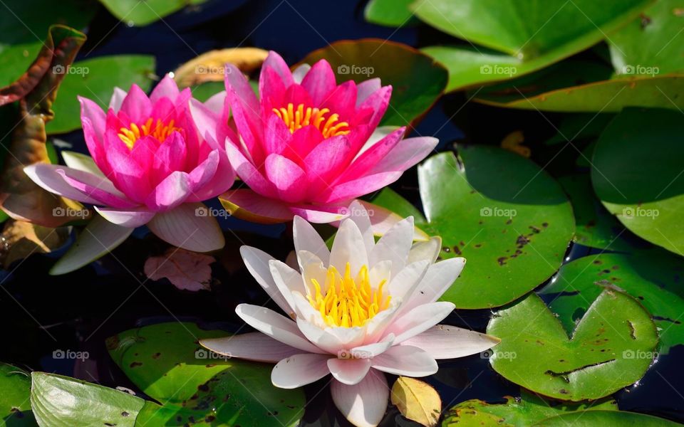 Pink and white🌸💦
Lotus flowers🌺😍
