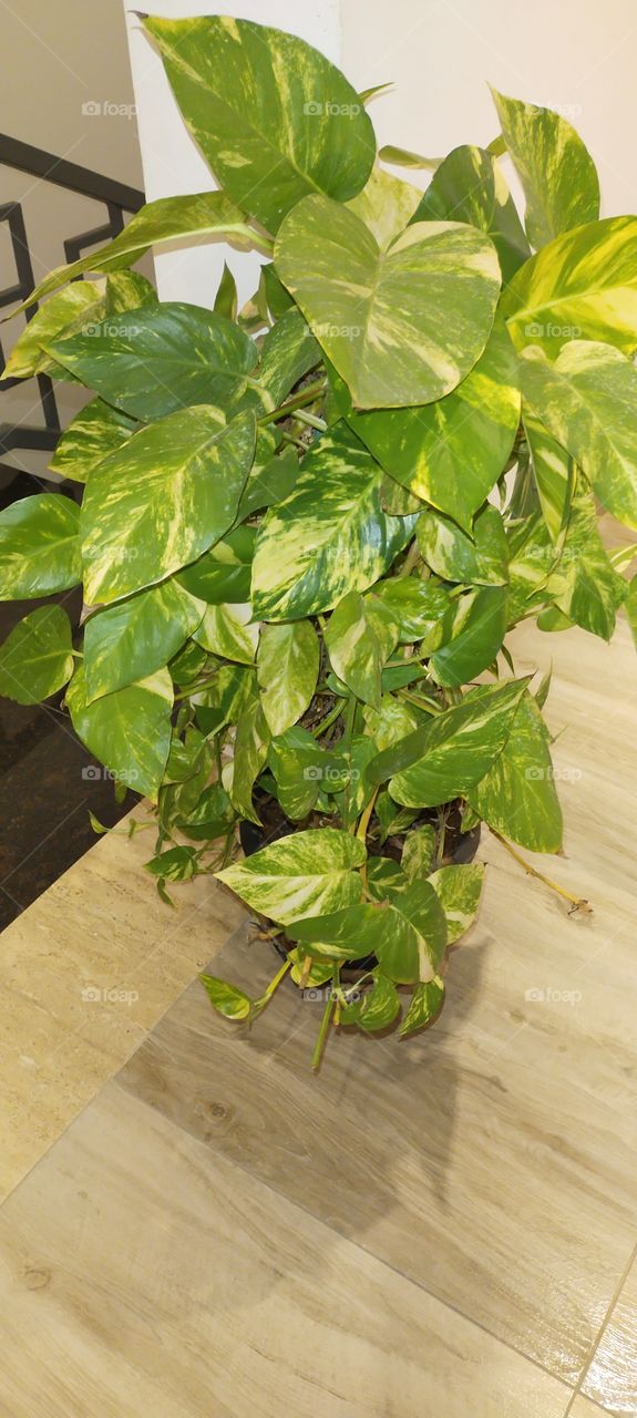 indoor creeper for growth