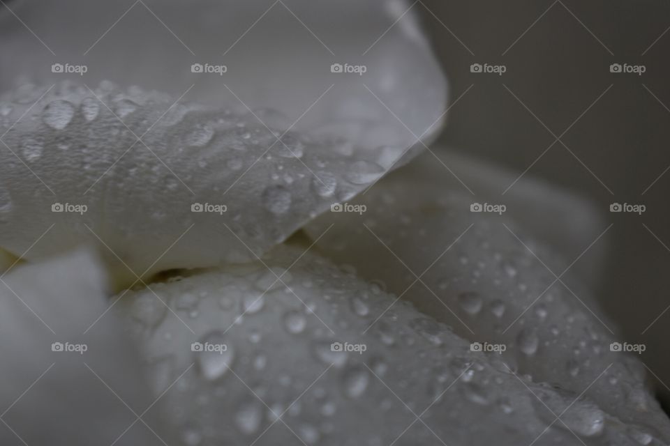 Tain drops on a rose 