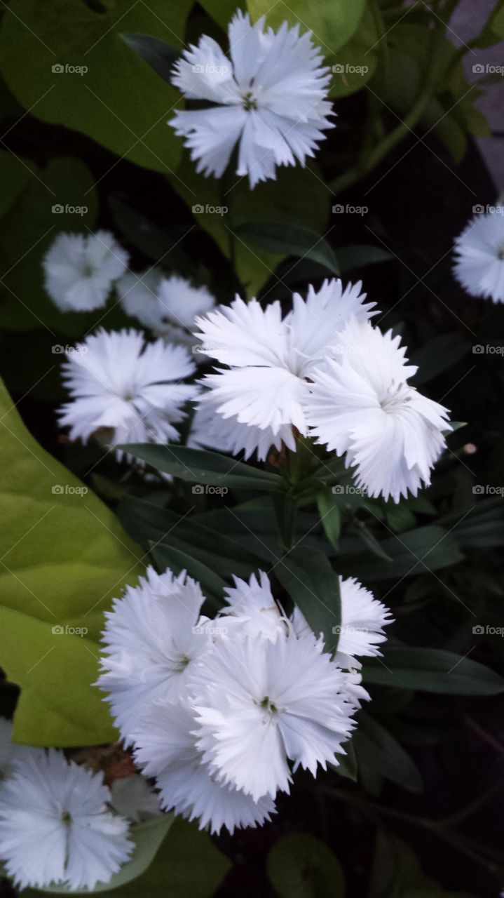 White flower arrangement . found in beautiful neighborhood flowerpot 