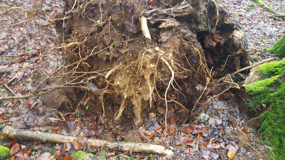tree roots