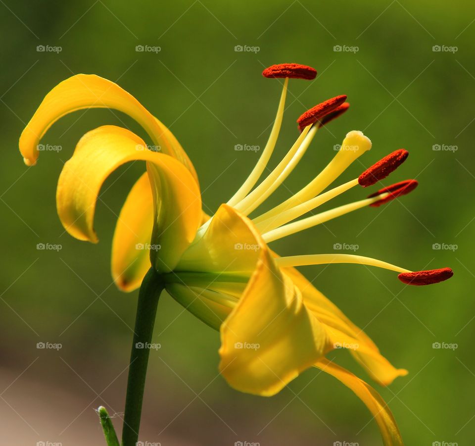 The inside view of a day lily 