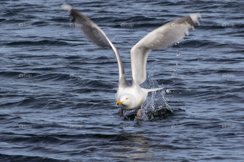 Seagull flying over water