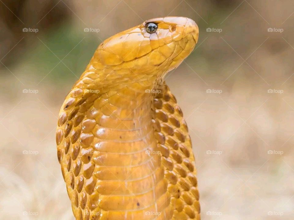 accuracy and observation