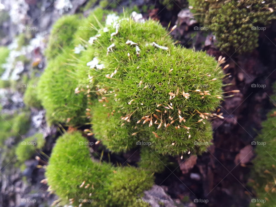 little moss plantations in the bark of a tree add texture and colour