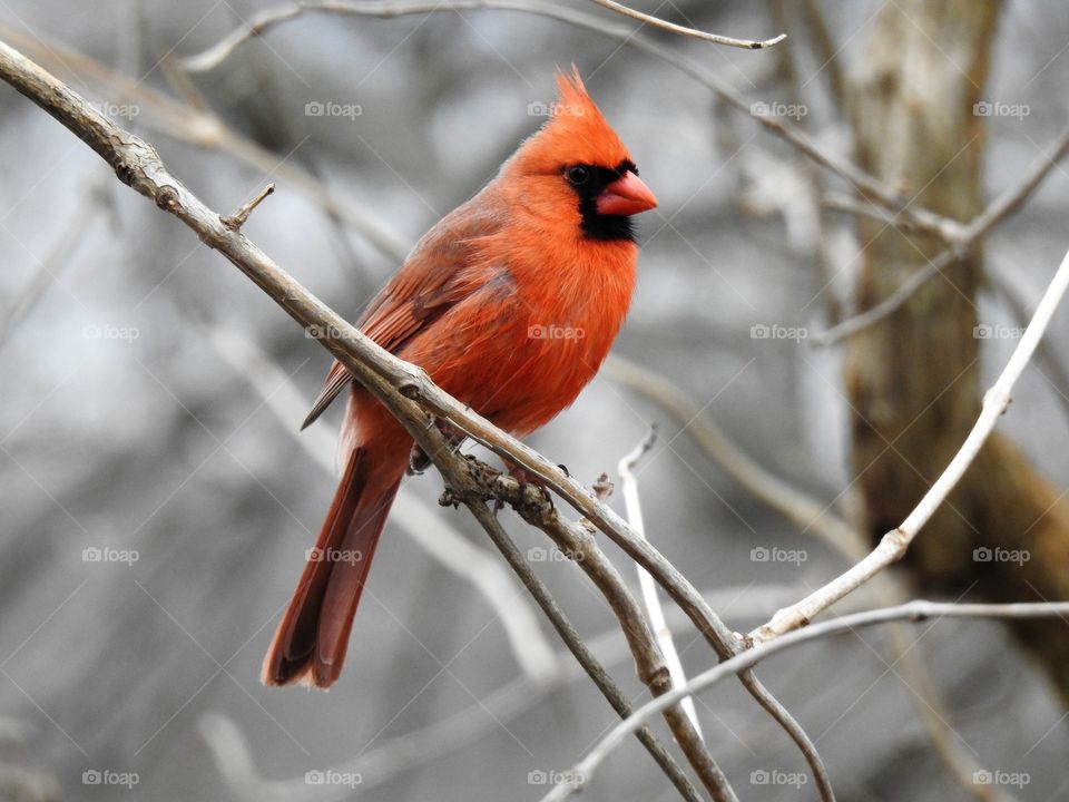 Cardinal