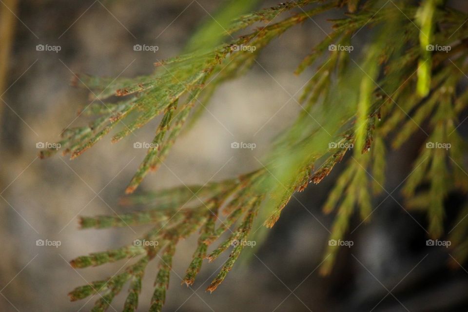 Evergreen branch close up