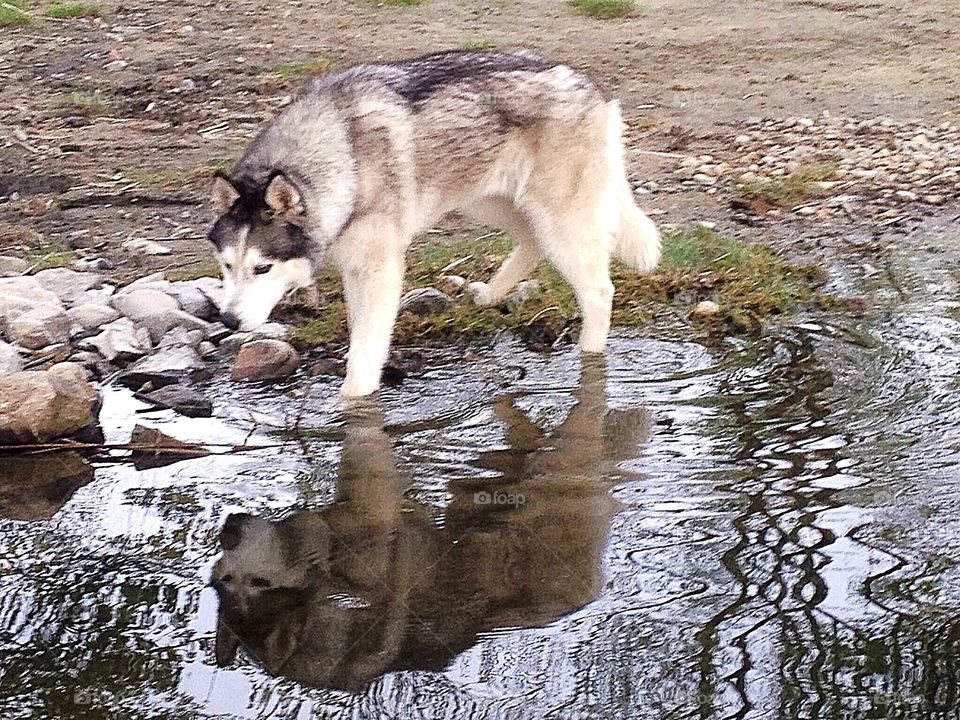 Incredible Husky Dogs