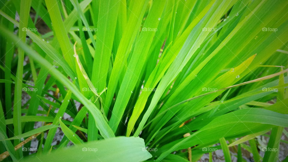 rice tree green