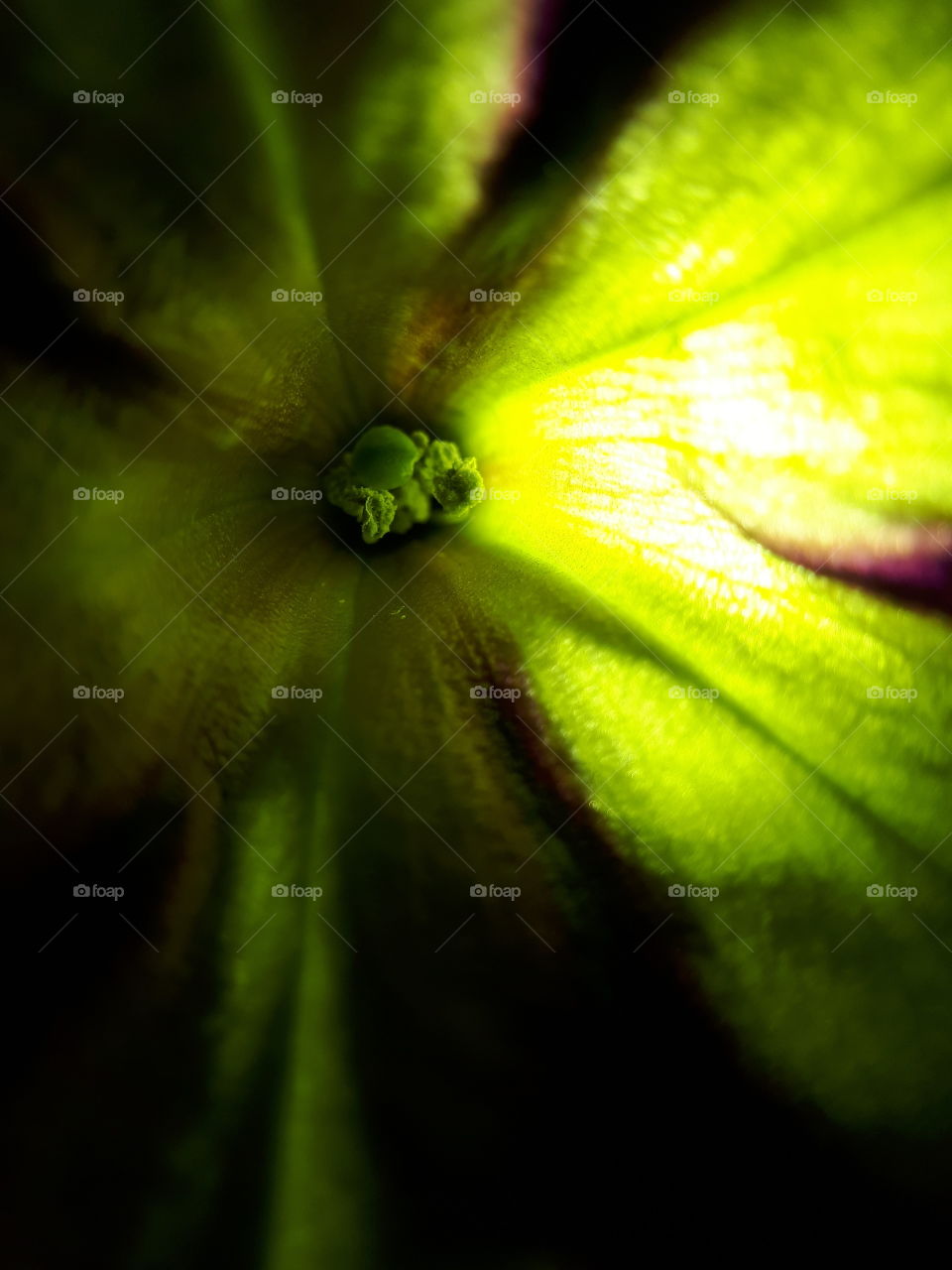 yellow green close-up flower inside