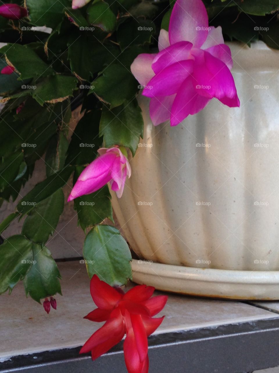 House plants in pots