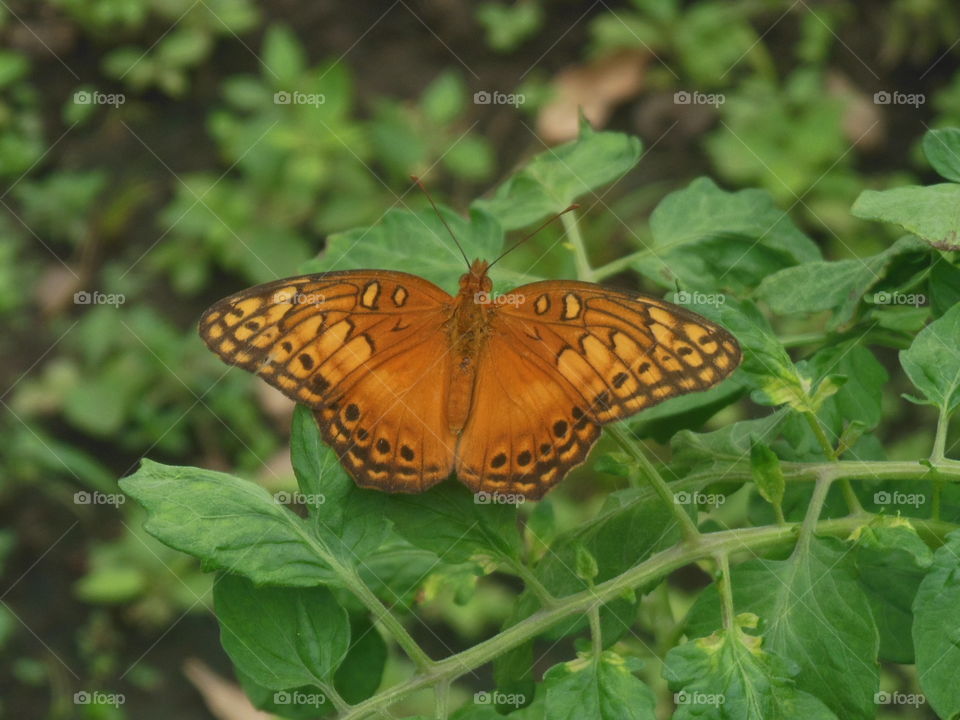 orange butterfly