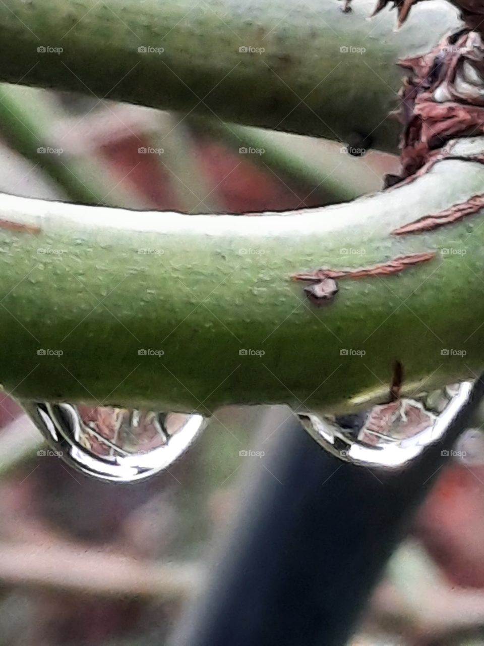 autumn  garden - rain drops on green twig of a rose