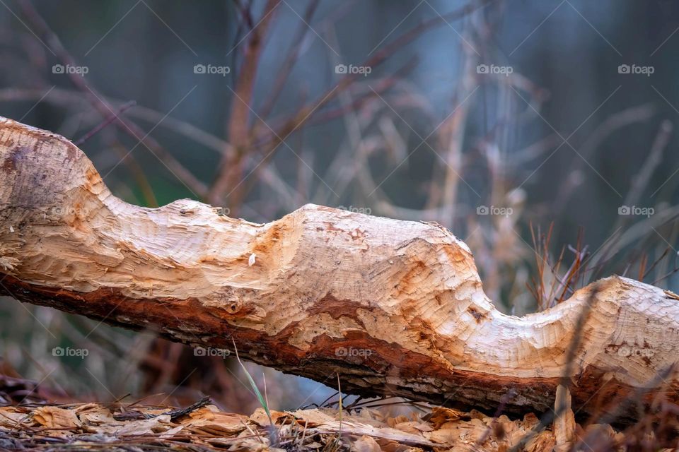 One vote from the American Beaver for wood. Raleigh, North Carolina. 