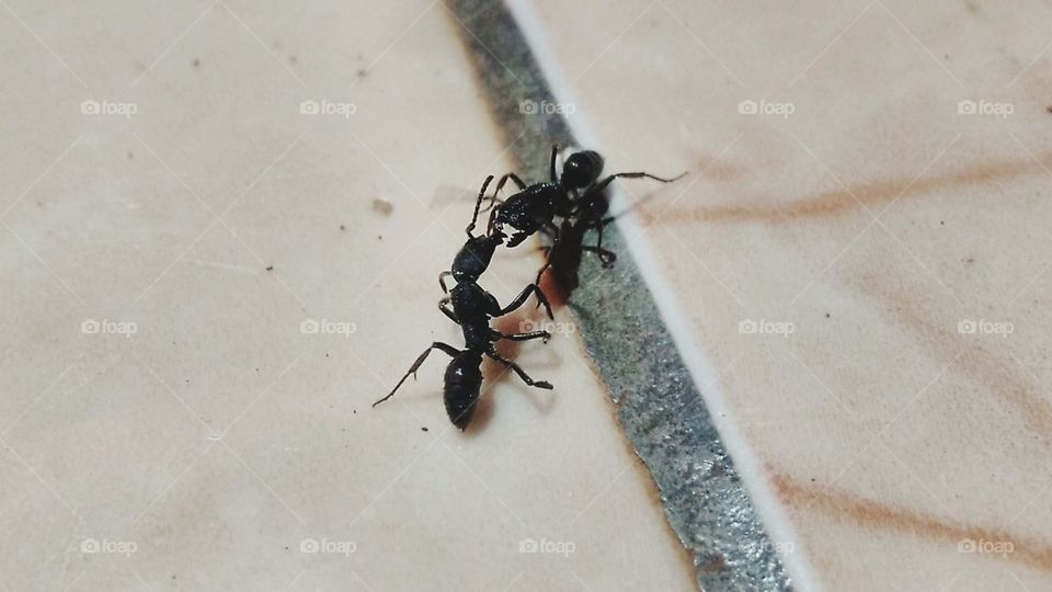 Two black ants are at war