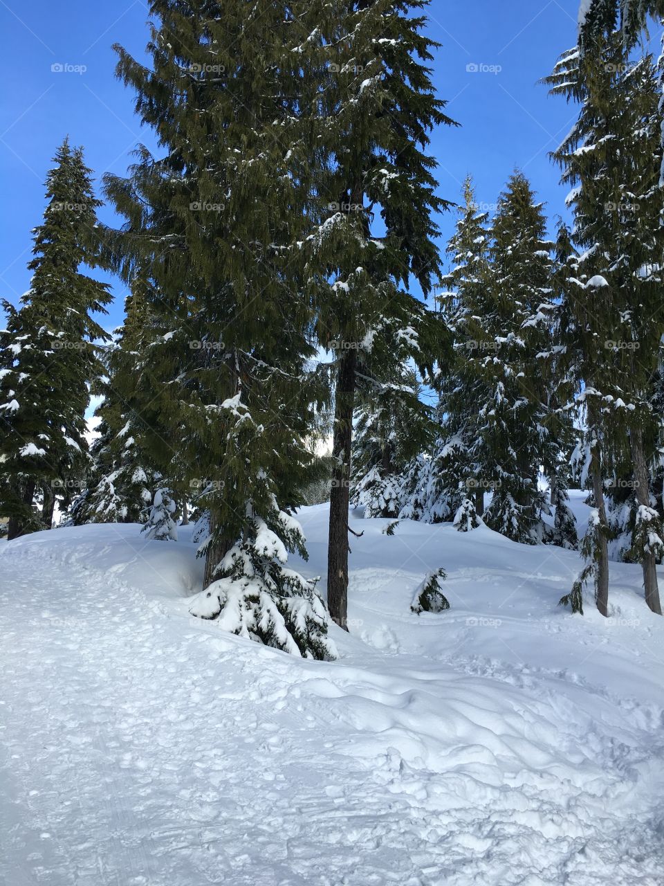 Trees growing on snowy landscape