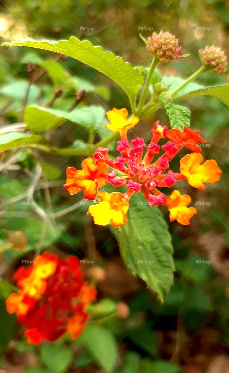 orange and yellow Lantana