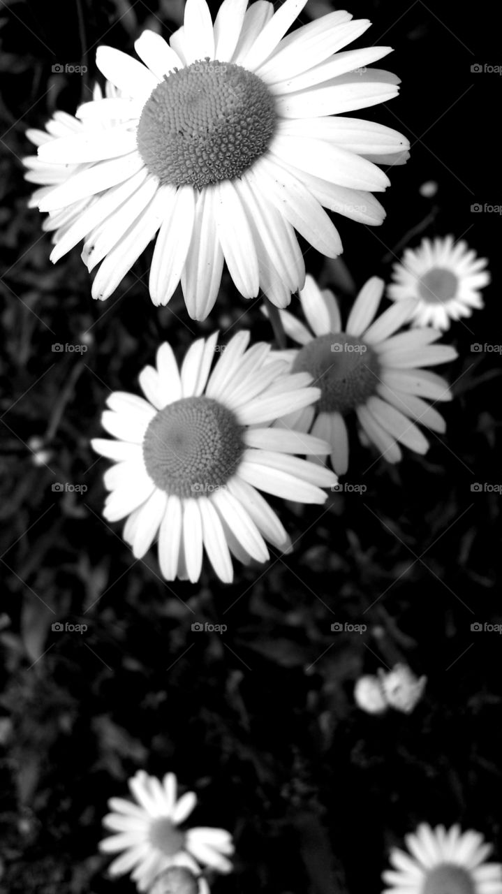 Daisy. Flower