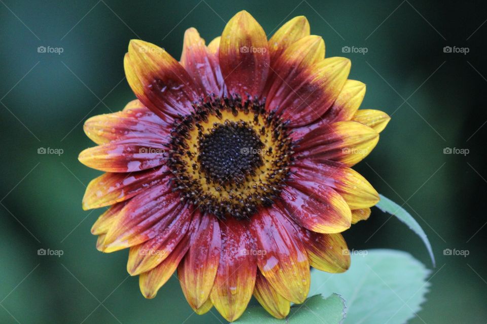 rainy, wet sunflower, still shining bright