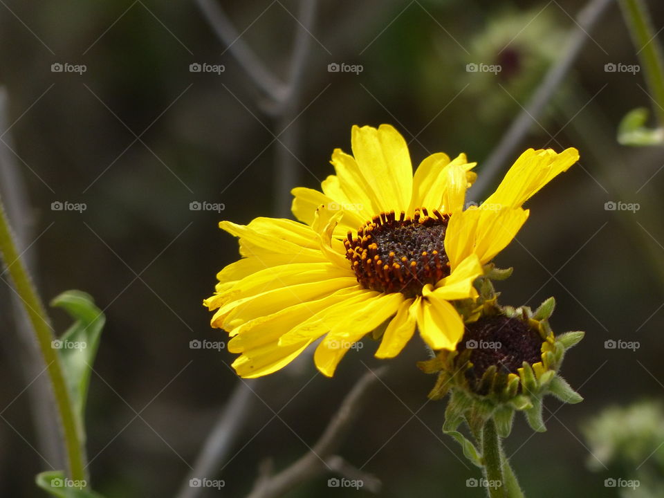 Wild sunflower