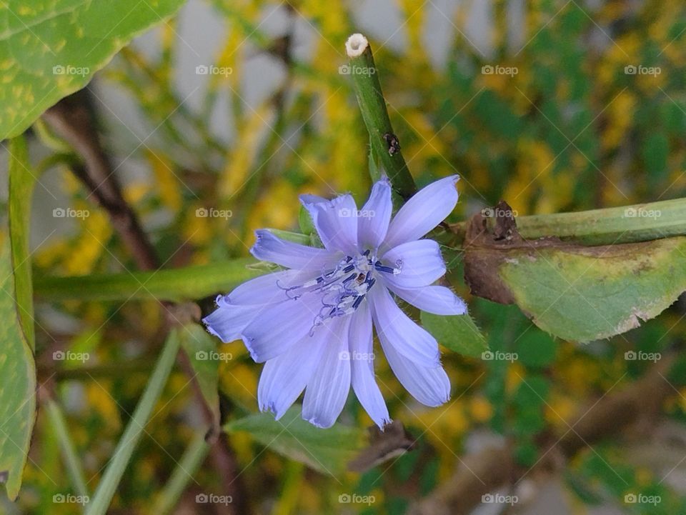 Então Primavera