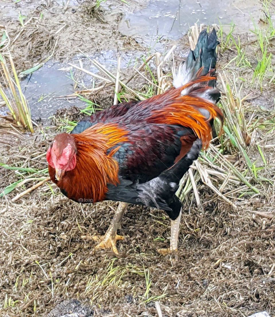 colorful free range rooster