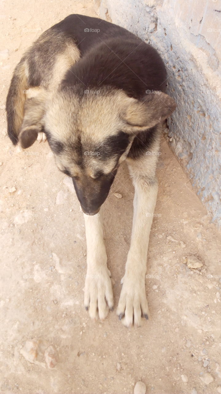 dog                                                       🐕كلبي الجميل                 من أكادير المغرب