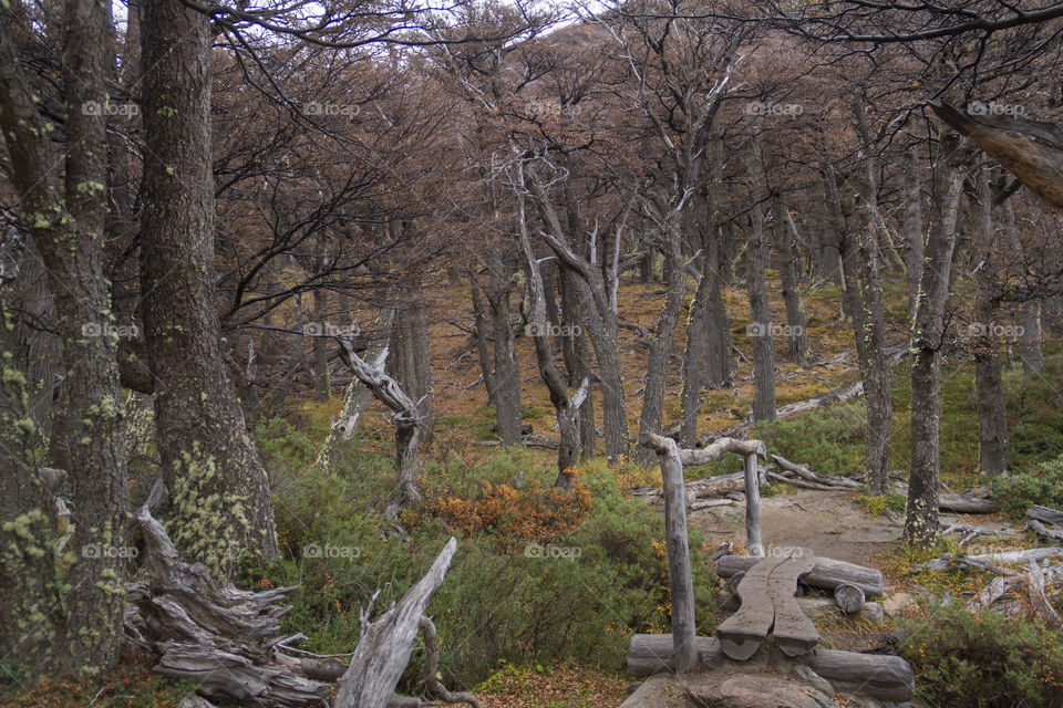 Forest in Patagonia Argentina.