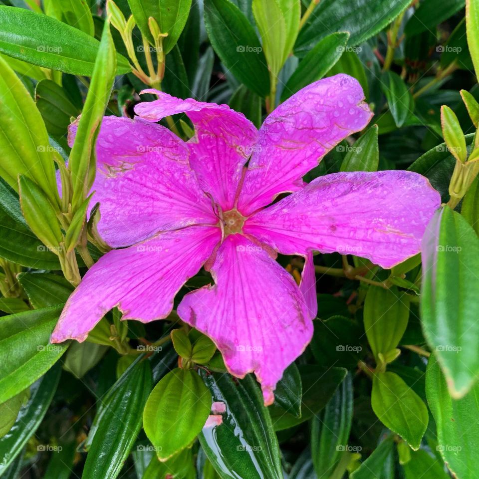 Manacás, PURPLE COLOR - 🌹 🇺🇸 Very beautiful flowers to brighten our day.  Live nature and its beauty. Did you like the delicate petals? / 🇧🇷 Flores muito bonitas para alegrar nosso dia. Viva a natureza e sua beleza. Gostaram das pétalas delicadas? 