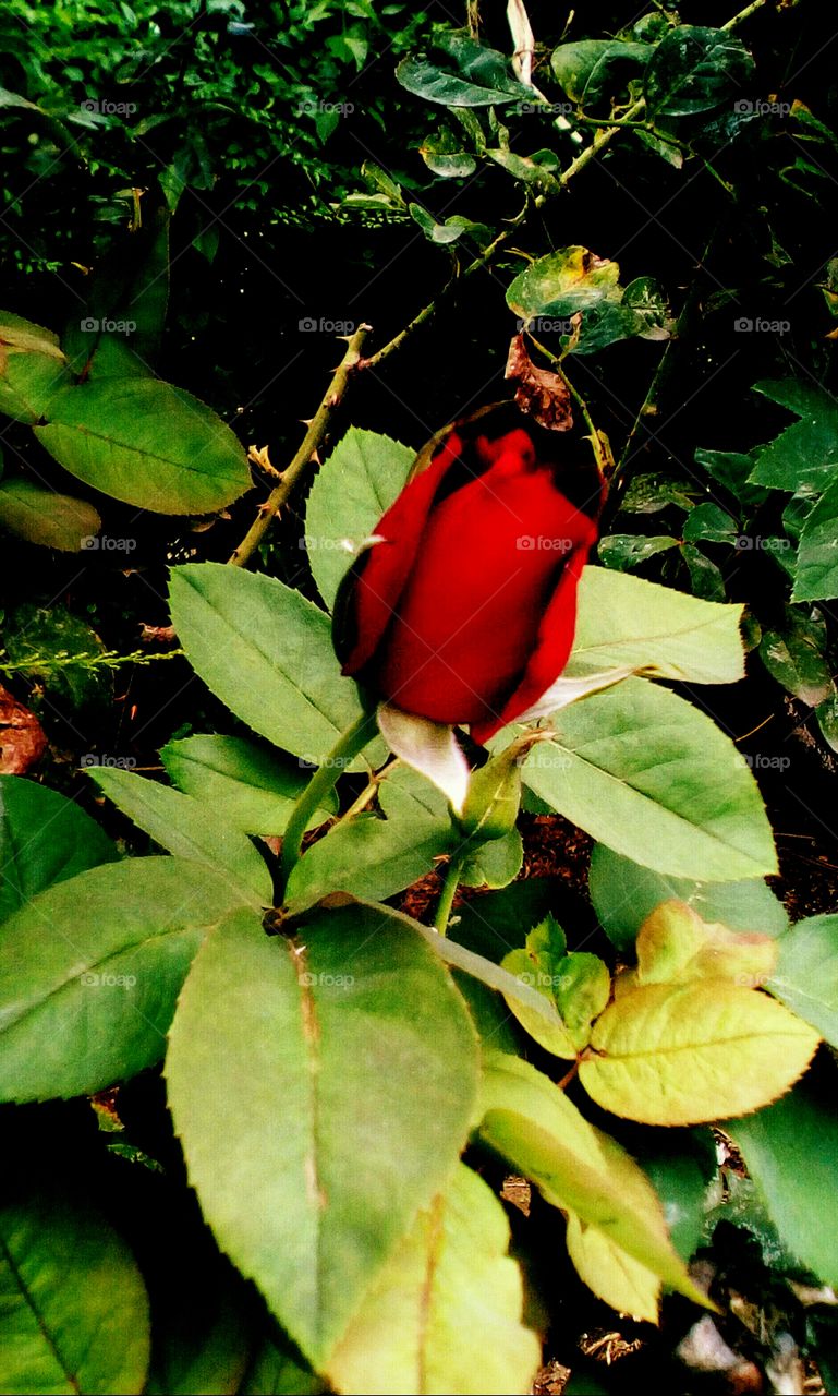 Beautiful red rose in garden and many 
leaves around