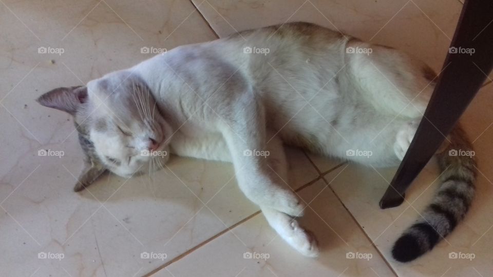 it is sleep like lazy cat...white cat...but very cute