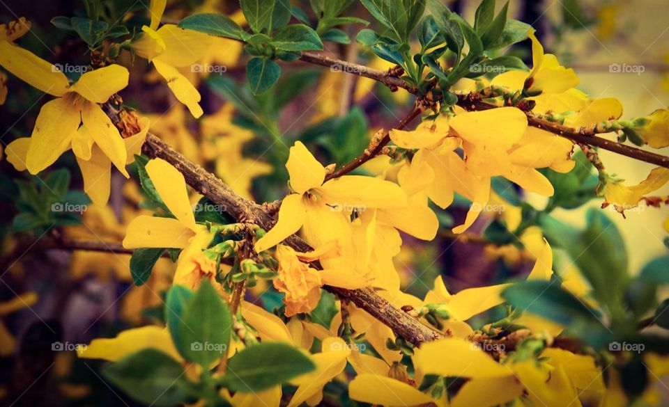 Forsythia 1