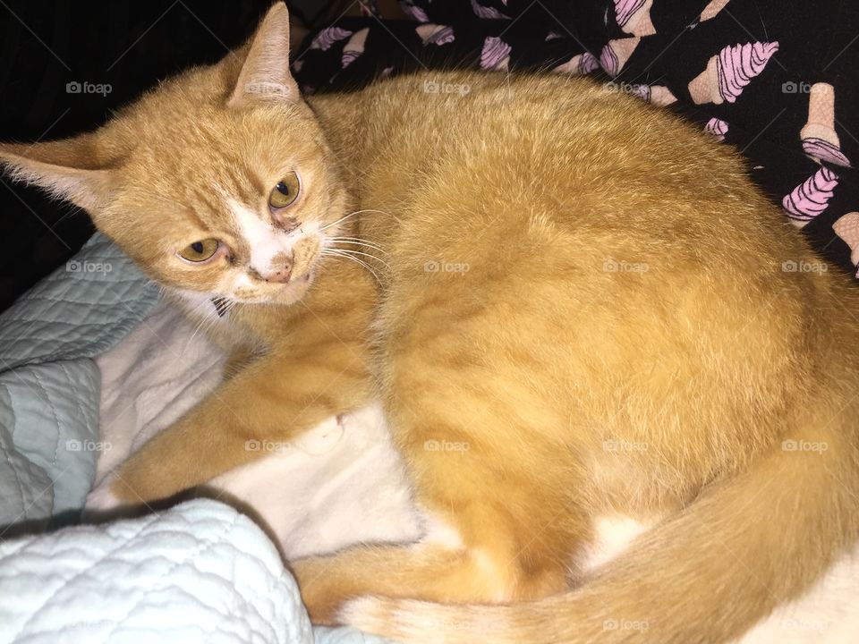 Cat, Pet, Mammal, Cute, Animal