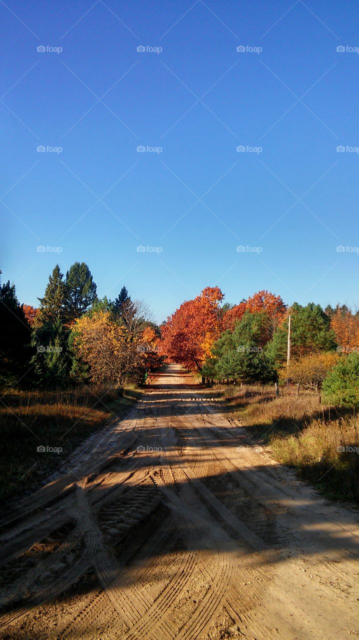 No Person, Landscape, Tree, Fall, Nature