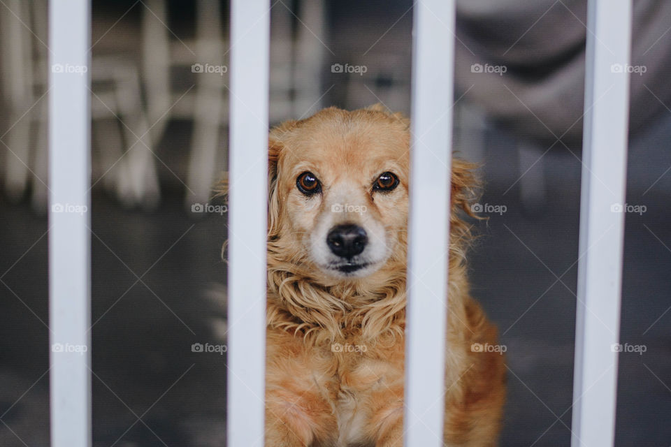 Cute dog at the gate
