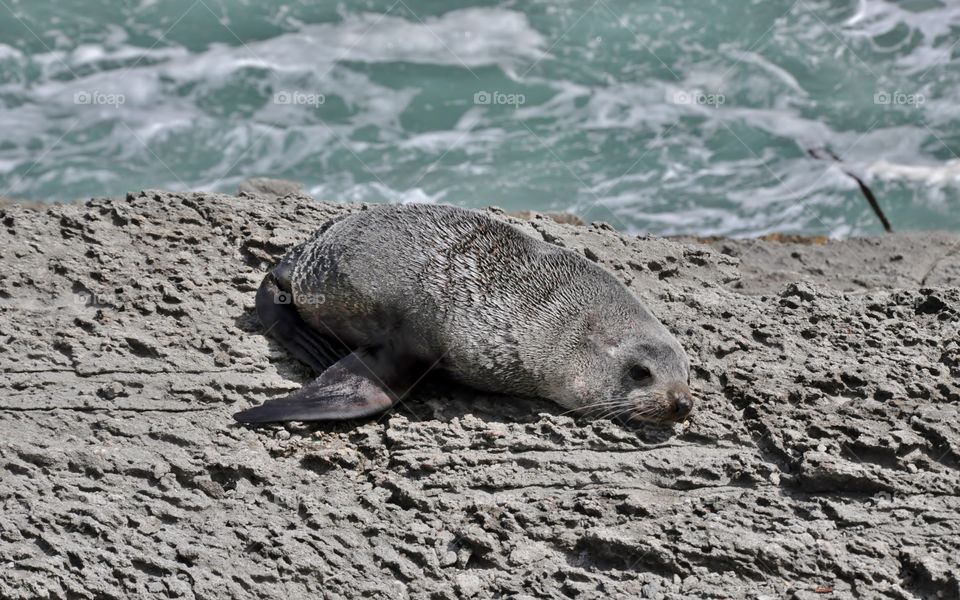 Wild seal colony in New Zealand 