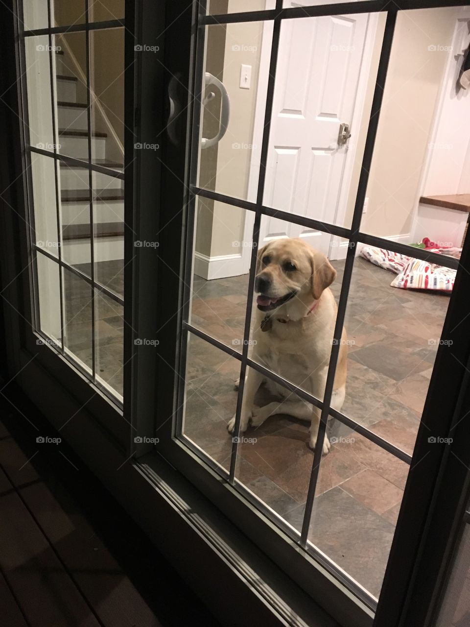 Dog wants to come outside 
